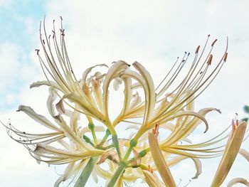 Close-up of plant against sky