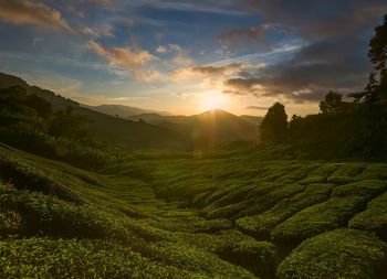 Scenic view of agricultural field against sky during sunset