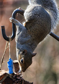 Close-up of squirrel