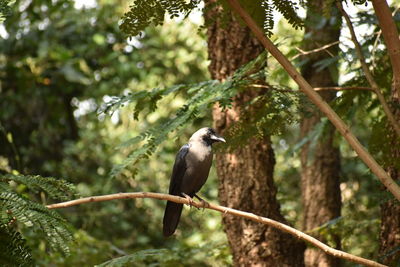 Low angle view of bird perching on branch in forest