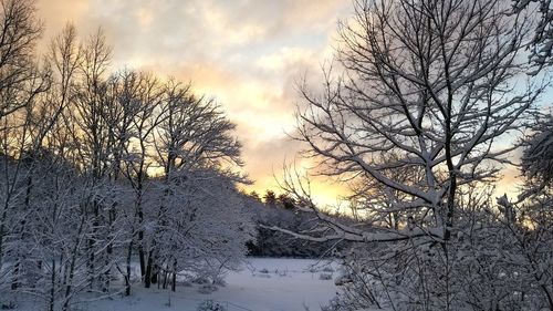 Bare trees on snow covered landscape