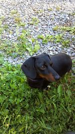 Dog relaxing on grassy field