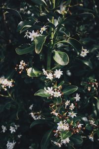 Close-up of flowers on tree