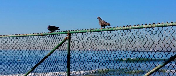 Low angle view of bird perching on wall