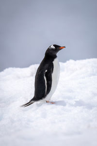 Gentoo penguin standing on snow in profile