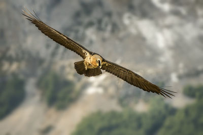 Low angle view of eagle flying against mountain