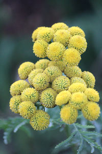 Close-up of yellow flowering plant