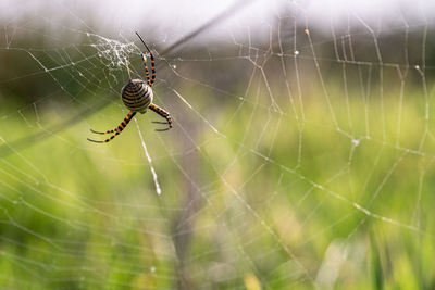 spider web