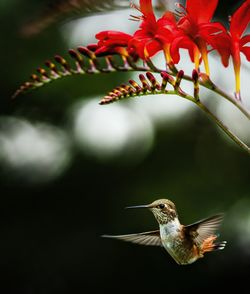 Close-up of bird flying