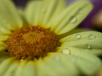 Close-up of wet yellow flower
