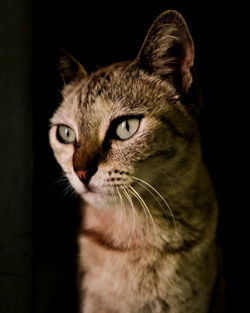 Close-up of a cat looking away