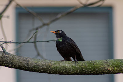 Black bird perching on a branch