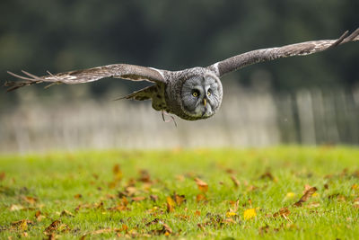 Close-up of owl flying over ground