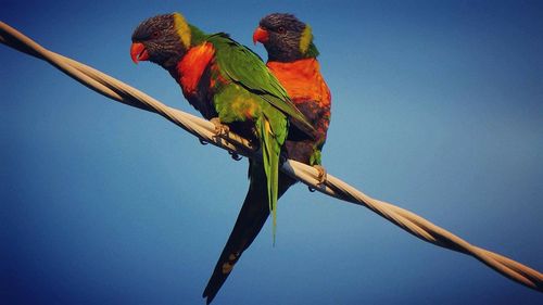 Low angle view of parrot perching on tree against sky