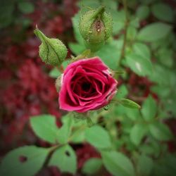 Close-up of pink rose