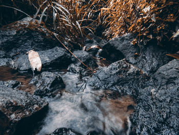 Close-up of rocks in forest