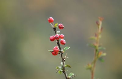 Close-up of red berries growing on plant