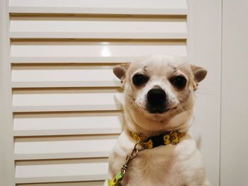 Close-up portrait of a dog