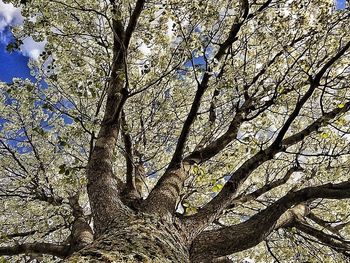 Low angle view of bare trees against sky