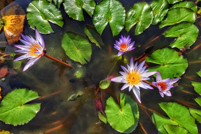 Close-up of purple lotus water lily in lake