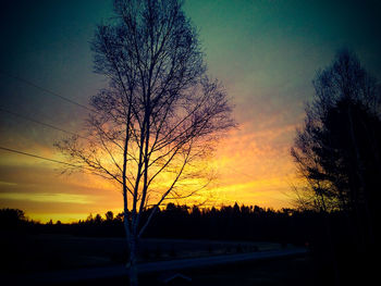 Silhouette of trees at sunset