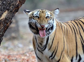 Portrait of bengal tiger standing at zoo