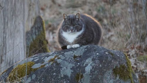 Portrait of cat