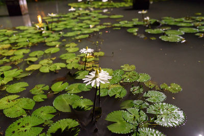 Close-up of lotus water lily in lake