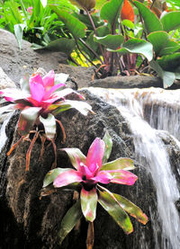 Close-up of pink flowers