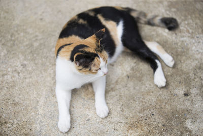 High angle view of a cat