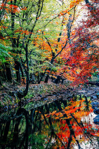 Close-up of tree in forest during autumn