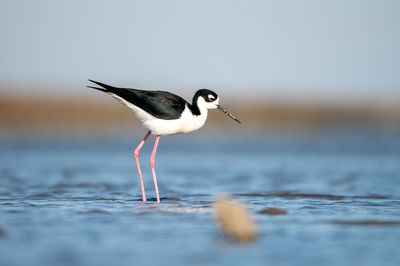 Black-necked stilt walking in shallow water along the texas coast