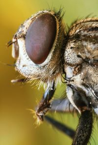 Close-up of fly