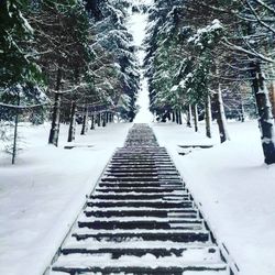 Snow covered trees in winter