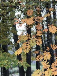 Close-up of autumn leaves on cherry tree