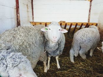 Sheep in pen