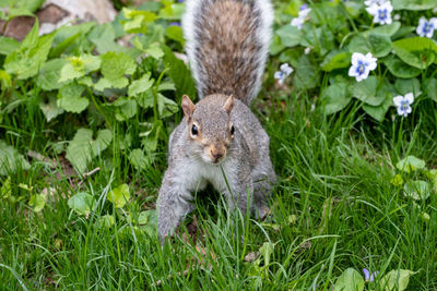 Portrait of squirrel