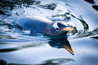 Close-up of penguin swimming in lake