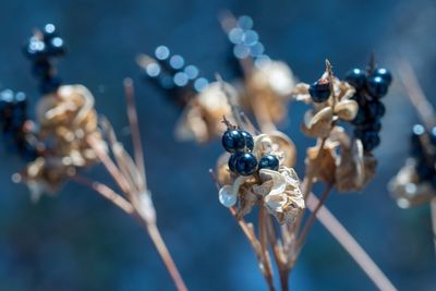 Close-up of berries growing on plant