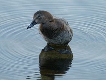 High angle view of duck swimming in lake