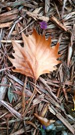 High angle view of dry maple leaf