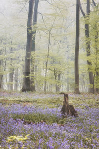 View of flowering plants by trees in the forest