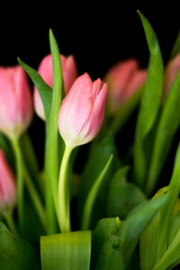 Close-up of pink flowers