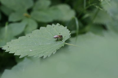 Close-up of insect on leaves