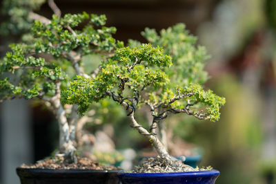 Close-up of small potted plant