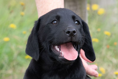 Head shot of an 8 week old black labrador puppy
