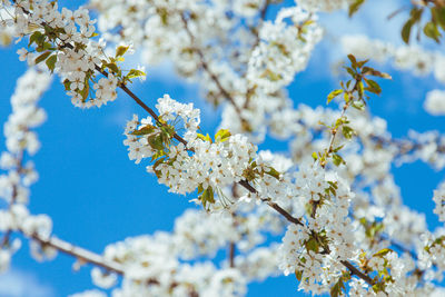 Low angle view of cherry blossoms against blue sky