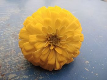 High angle view of yellow flowering plant