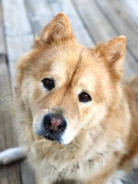 Close-up portrait of dog