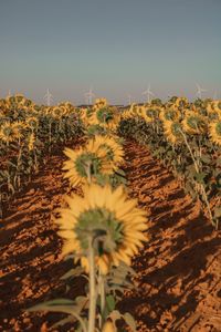 Scenic view of sunflower field against sky